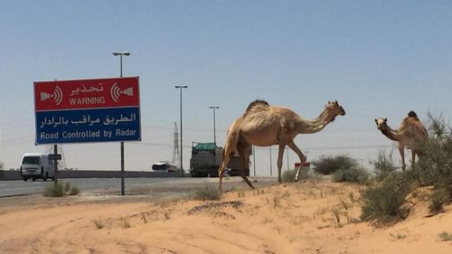 Fatal Collision In Ras Al Khaimah As SUV Hits A Camel